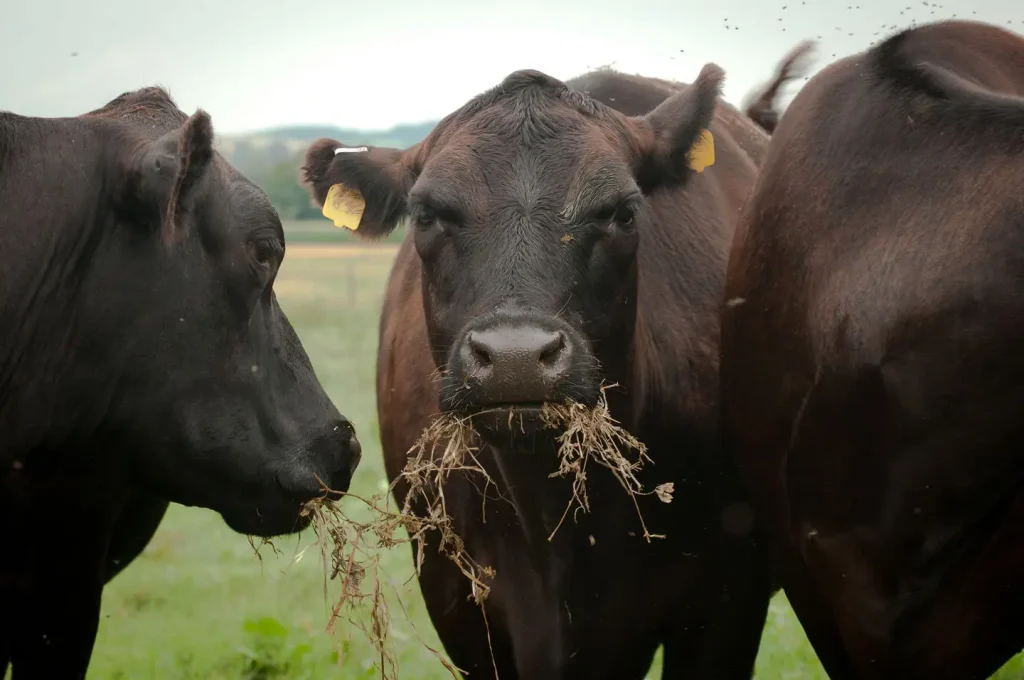 Black Angus cows and calves graze on Nick Maravell's farm