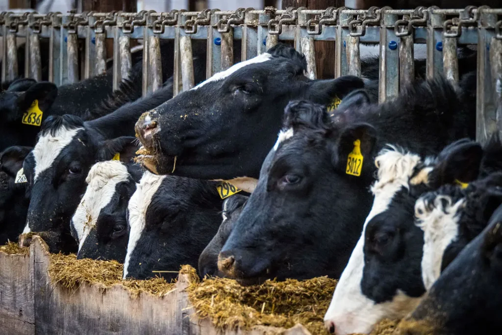 Holstein dairy cows from Reinford Farms outside of Mifflintown