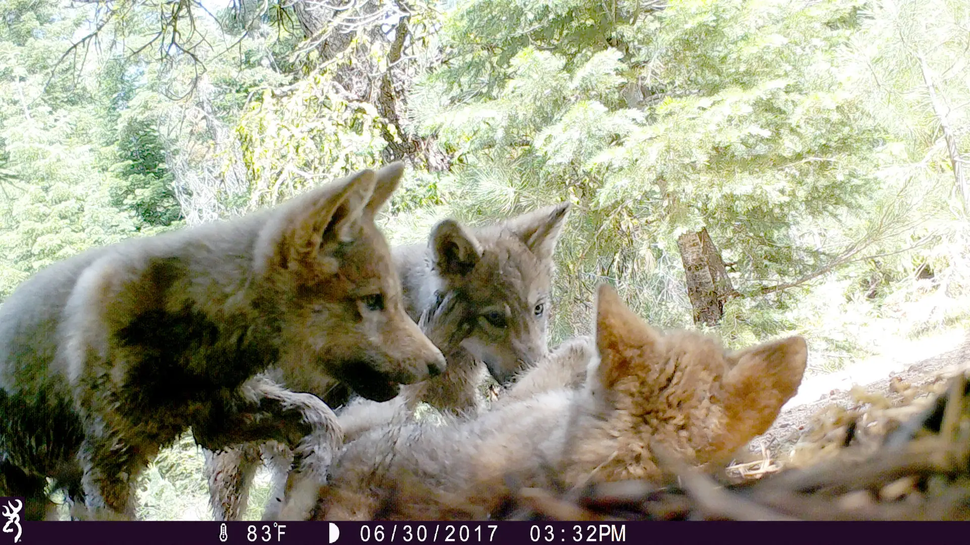 West Coast wolf watch: Packs removed and cattle still dying
