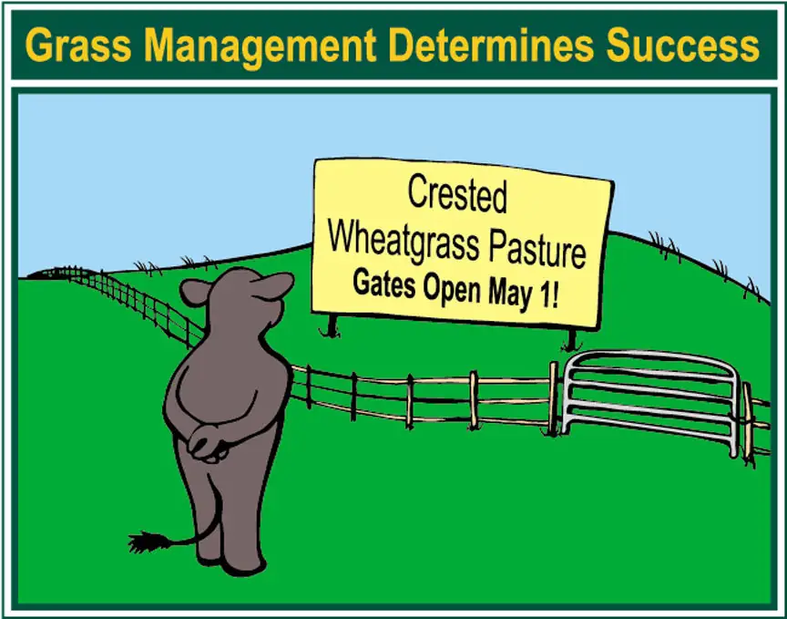 BeefTalk: Crested wheatgrass needs grazing management