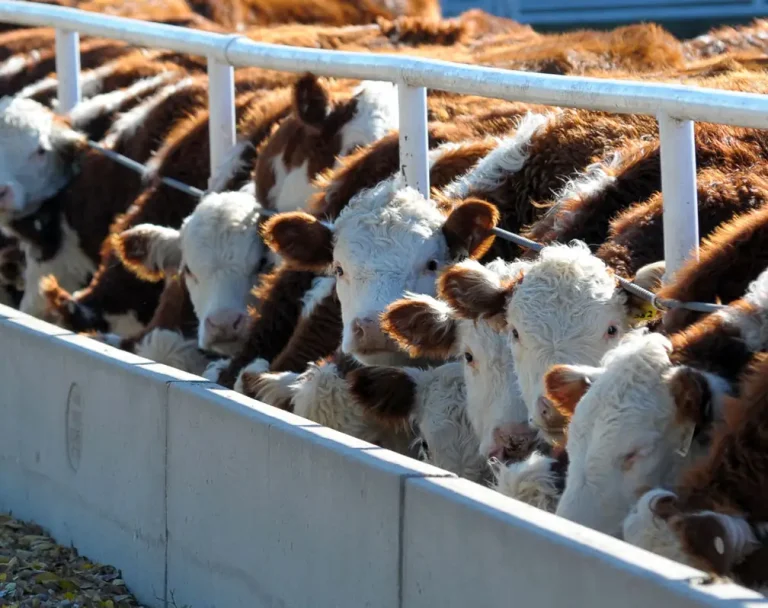 Hereford calves at the feed bunk in 2007 at a Kansas State University (K-State) feeding trial.