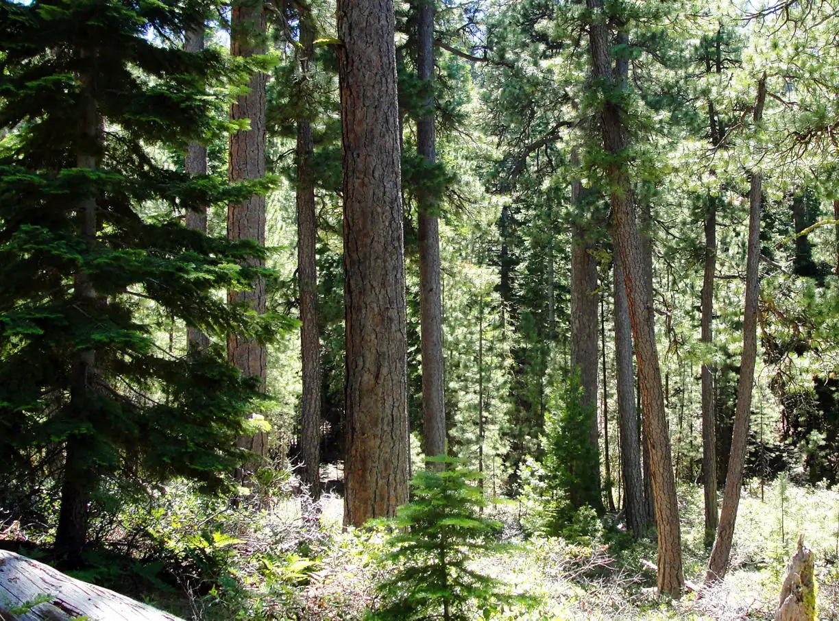 OR Legislature establishes Elliott State Research Forest plan