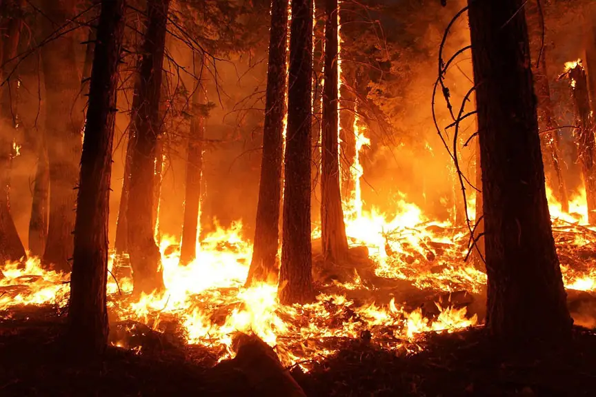 Legal Ledger Brief: Bipartisan effort to save sequoias
