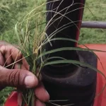 A clump of Bermuda grass shows damage by stem maggots.
