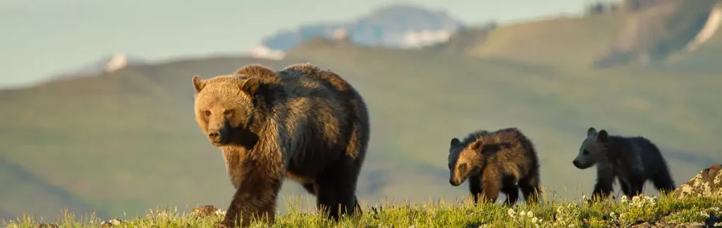 A sow grizzly bear and her two cubs.