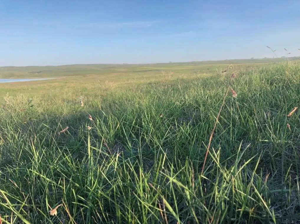Outlook for the 2022 grazing season