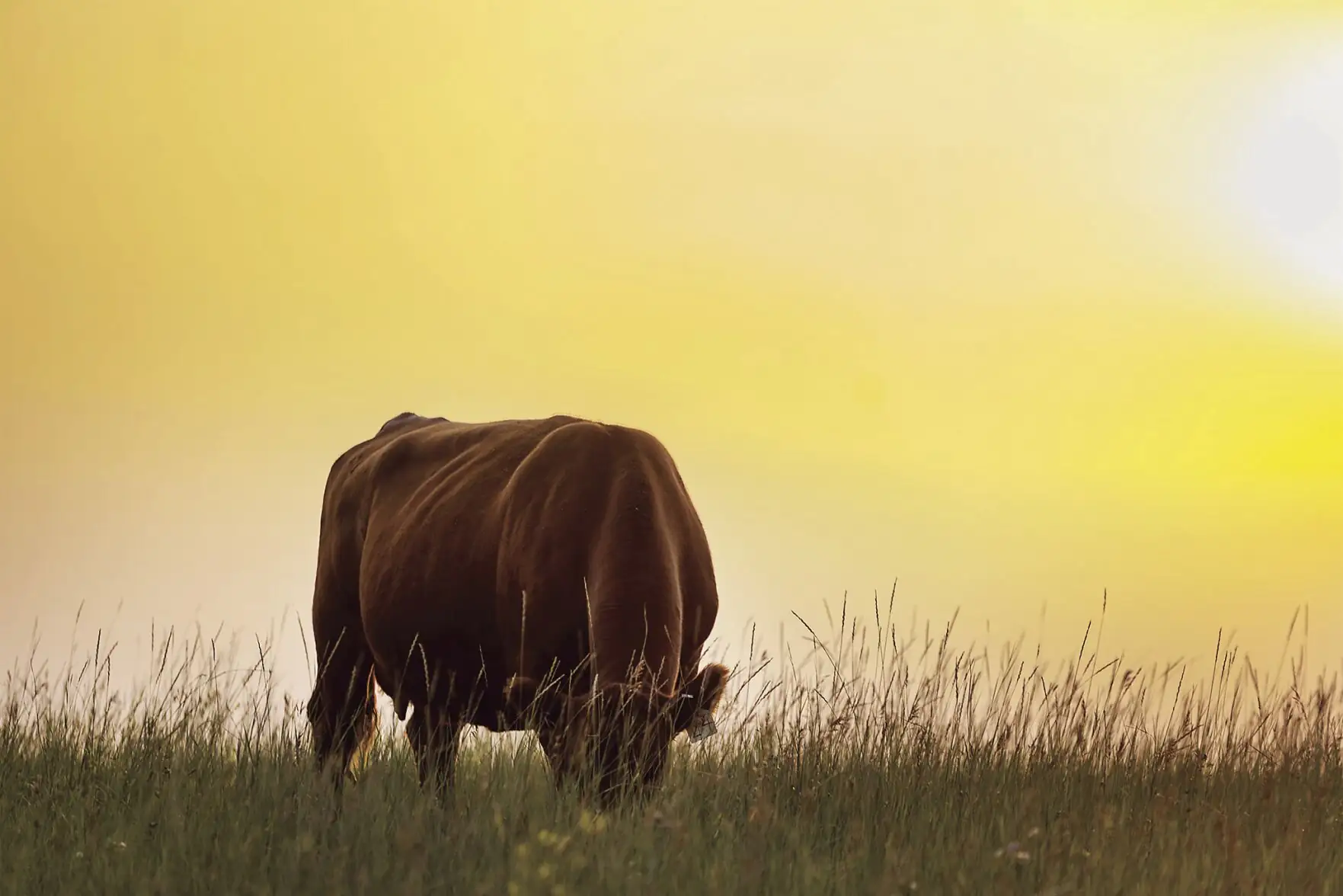 Kenray Ranch’s stability over the century