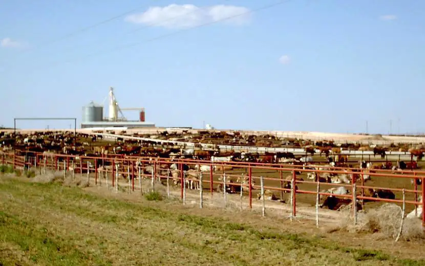 The live cattle market has performed better than expected so far this summer