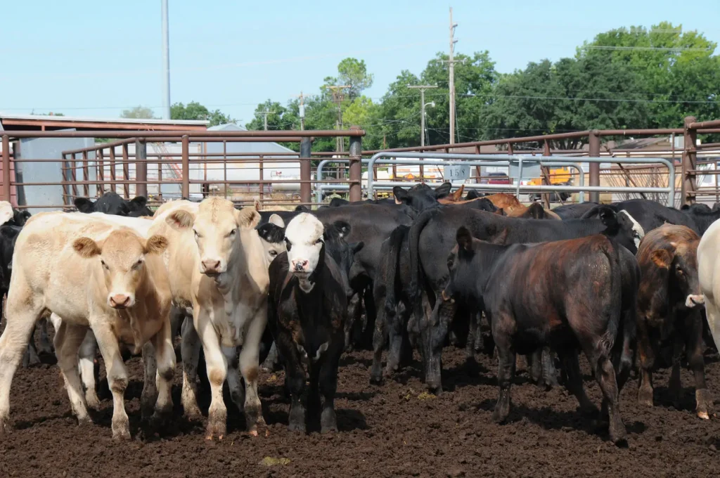 Beef cattle in a feedlot in Medicine Park