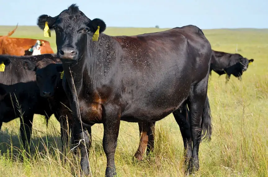 This photo show horn fly numbers on a pastured animal exceeding the economic injury level (EIL) of 200 flies. The EIL is where the economic impact of the fly equals treatment costs.