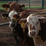 Beef Cattle at the Willard Sparks Beef Center.