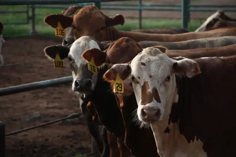 Beef Cattle at the Willard Sparks Beef Center.