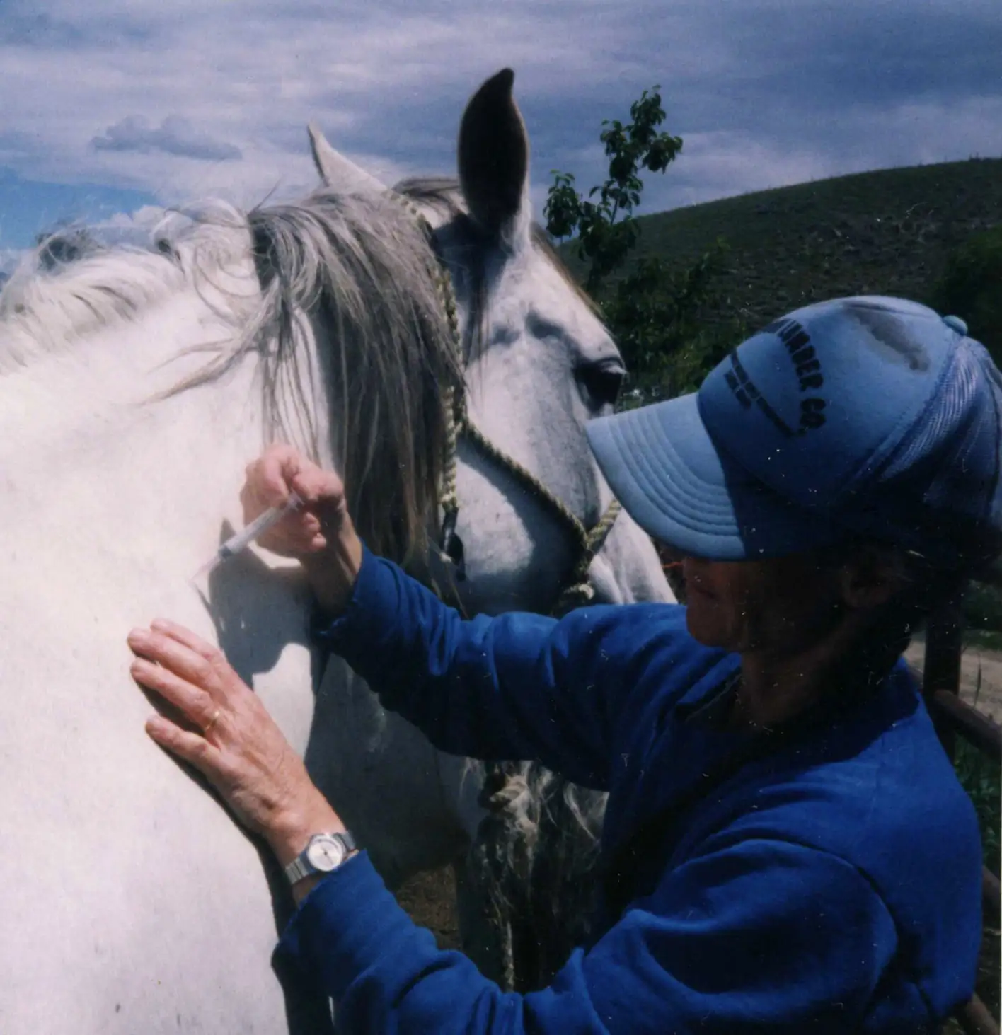 Vaccinations for ranch horses