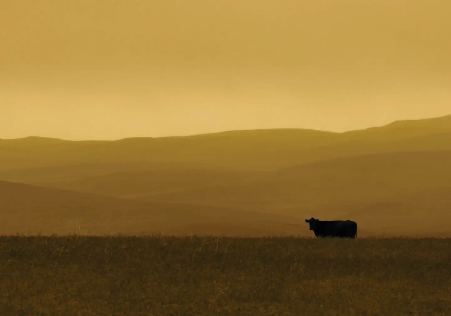 Cattle thieves strike Nevada ranchers