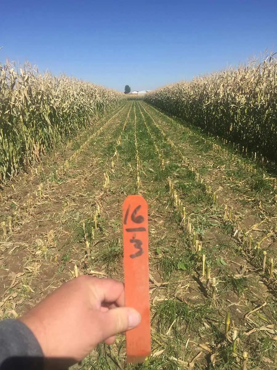 Maximizing cover crops for livestock grazing