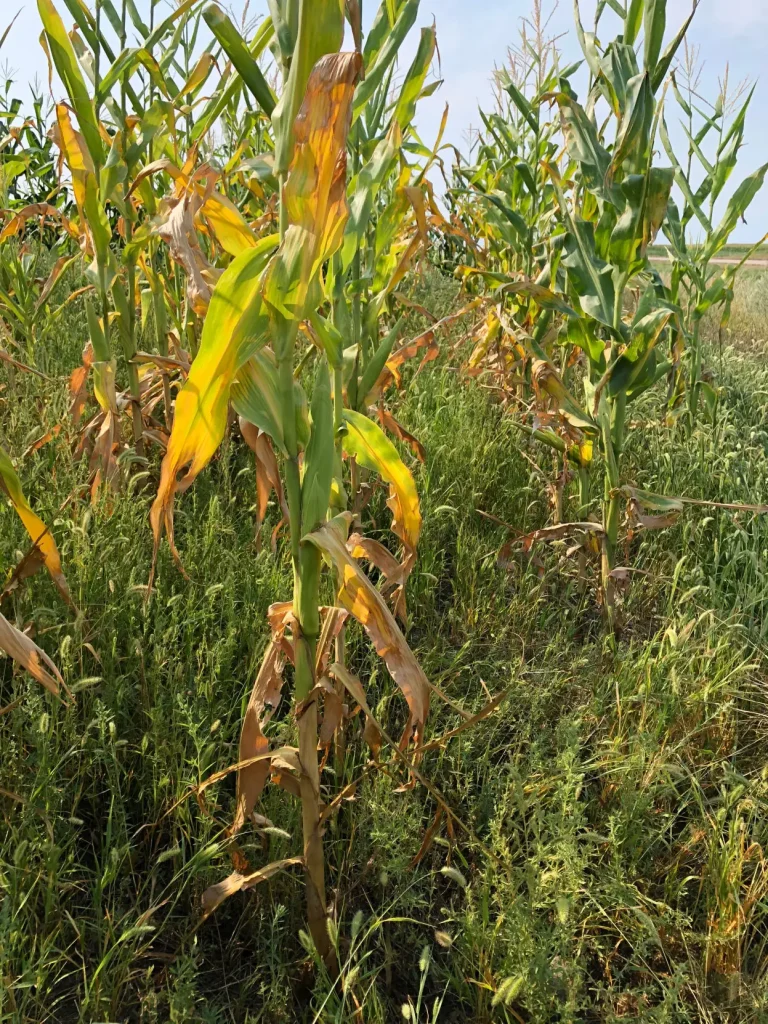 Drought-stressed corn with the bottom three to four leaves that were brown tested at 76.5 percent water content at NDSU’s Central Grasslands Research Extension Center near Streeter