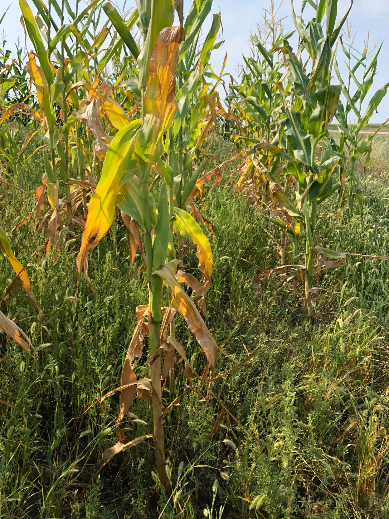 Water content key in making corn silage