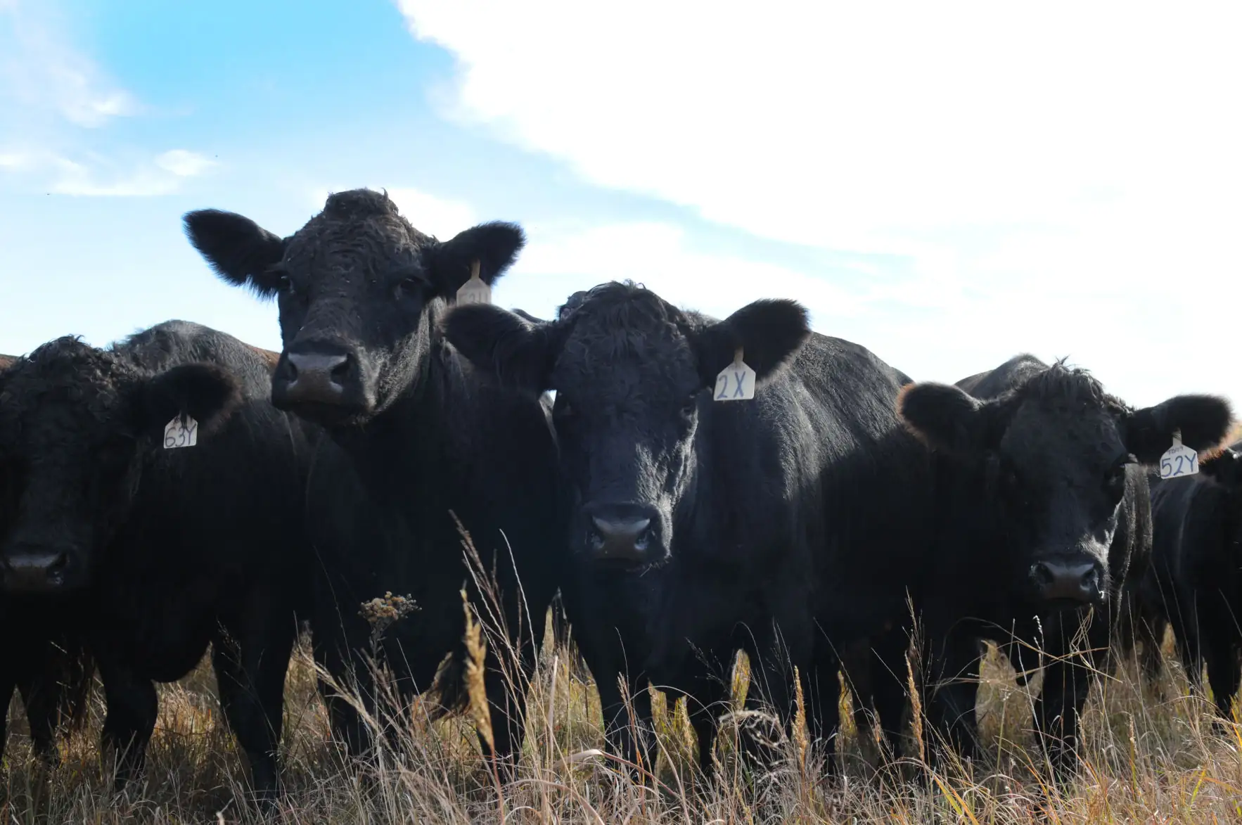 Beef Bits: Walmart acquires stake in Sustainable Beef