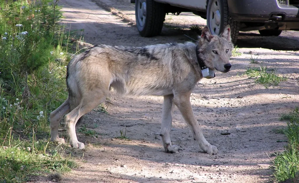 An adult breeding male from the Diamond Pack in Pend Oreille County. He was temporarily sedated so he could be equipped with a satellite tracking collar.
