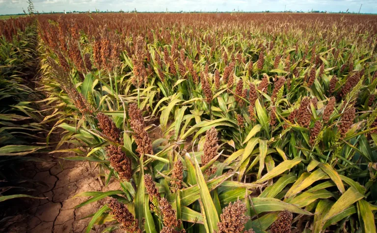 Grain sorghum grows on the Wilder Farms near Navasota