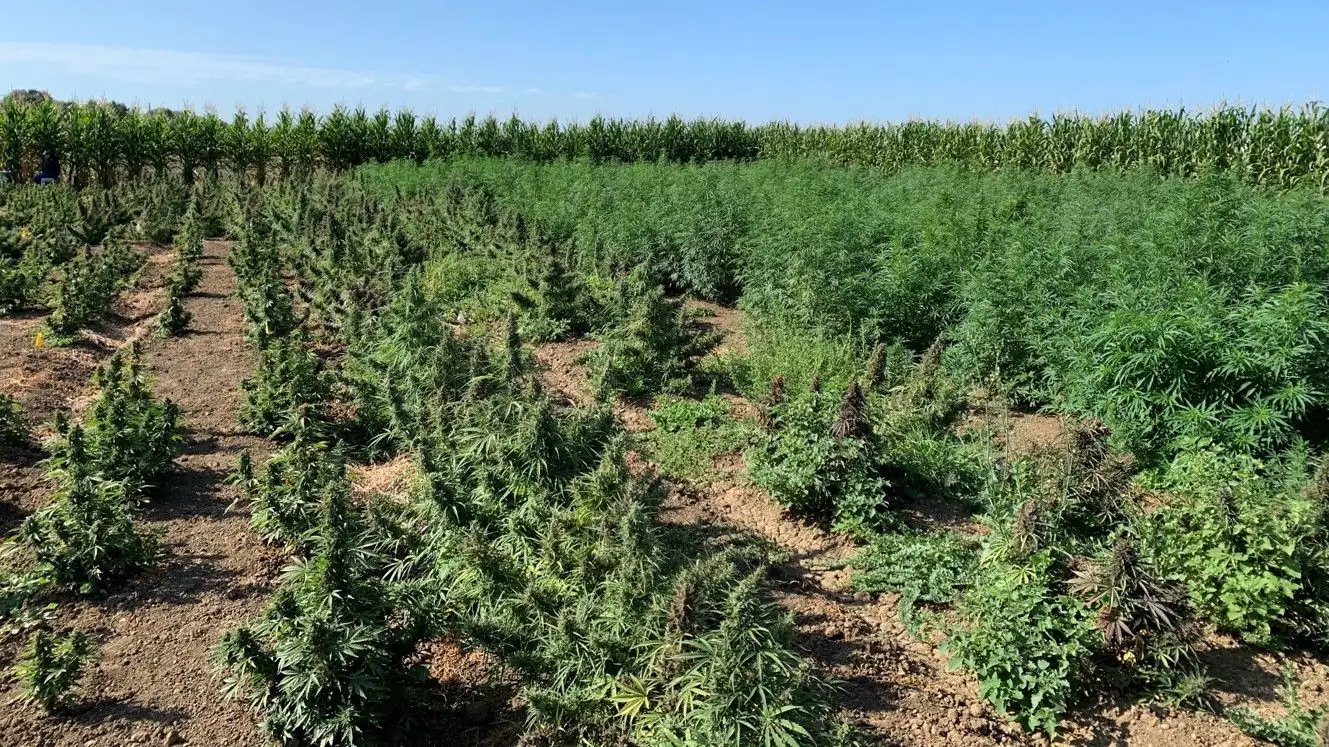 High hopes for hemp as a feed ingredient