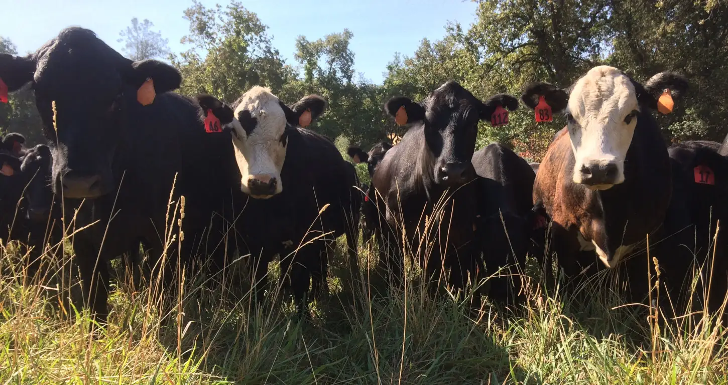 Story Short: CA emergency grazing requested