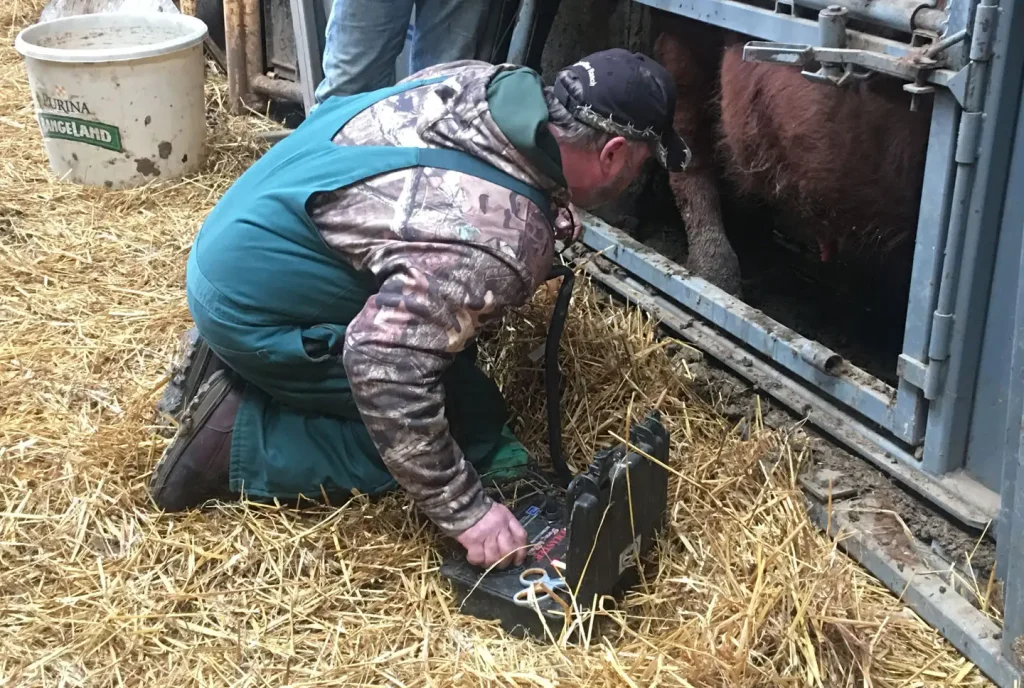 A veterinarian performs a breeding soundness exam on a bull. Bull soundness exams can help detect and correct problems before breeding season begins. Early detection of problems is more profitable than waiting for open cows to calve.