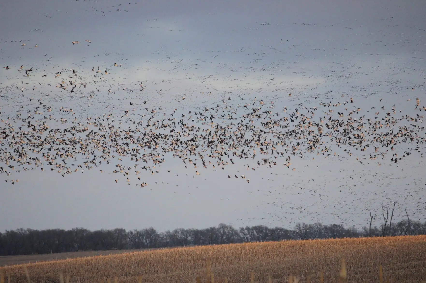 Researchers pinpoint which bird species pose food safety risk to crops