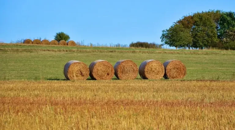 BeefTalk: Rolling out hay is rolling out dollars