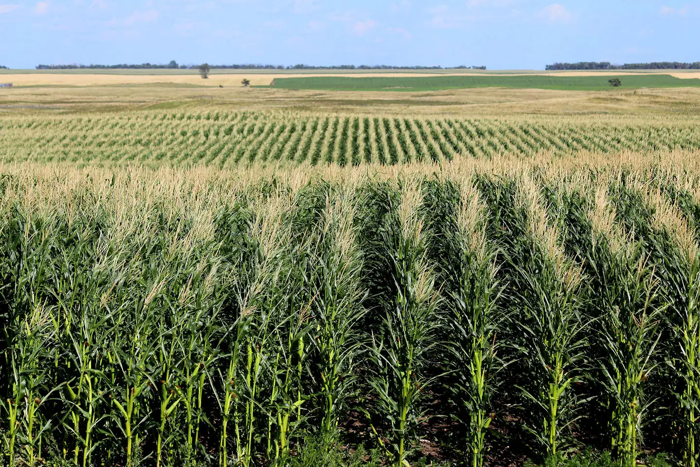USDA shows higher livestock revenues, but crop income falling