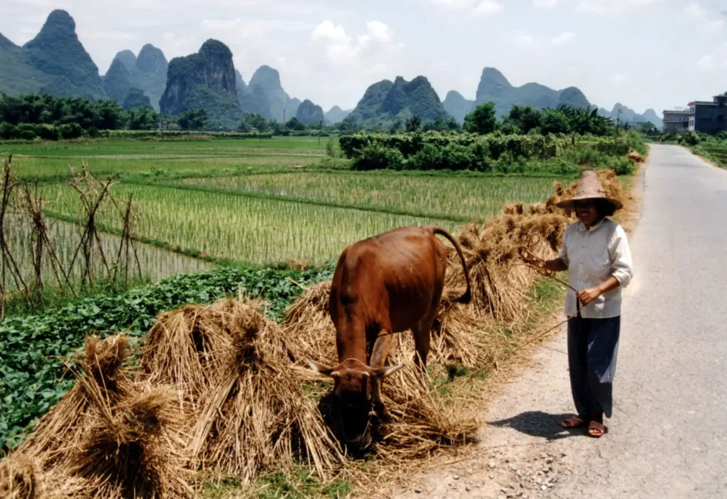 China is the fourth largest beef producing country in the world. Derrell S. Peel