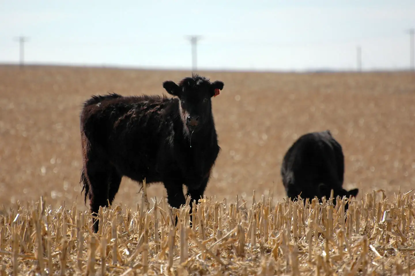 On Target: Weaning diet options