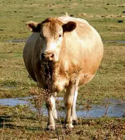 A very pregnant Charolais-cross cow.