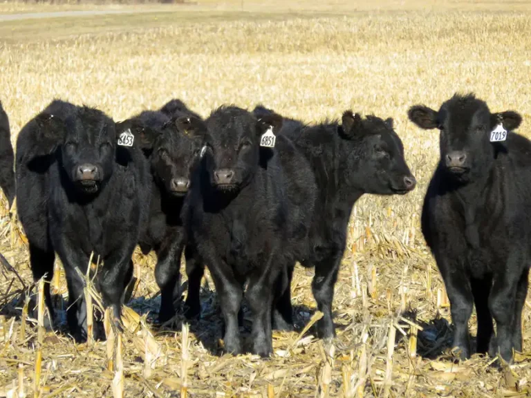 Corn residue is an important winter forage resource for cattle producers in Nebraska.