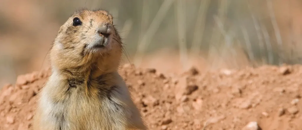 The Utah prairie dog is a regional subspecies of everyone’s favorite range pest. The subspecies is listed as threatened under the ESA and has since become a nuisance to private landowners as well as public lands ranchers.