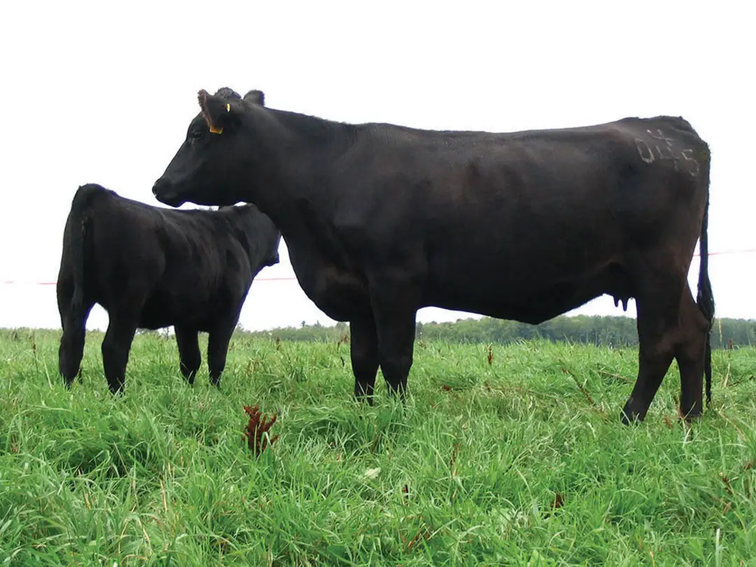 Heifer development: Managing for her future