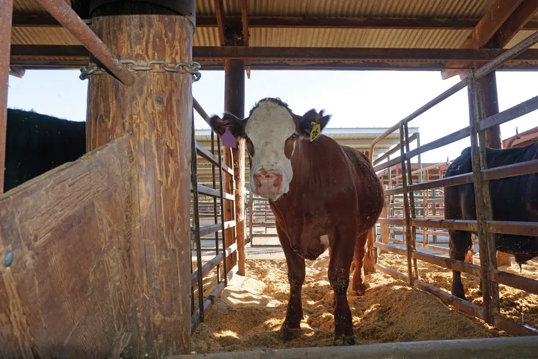 Supplement promises to create climate-smart cows
