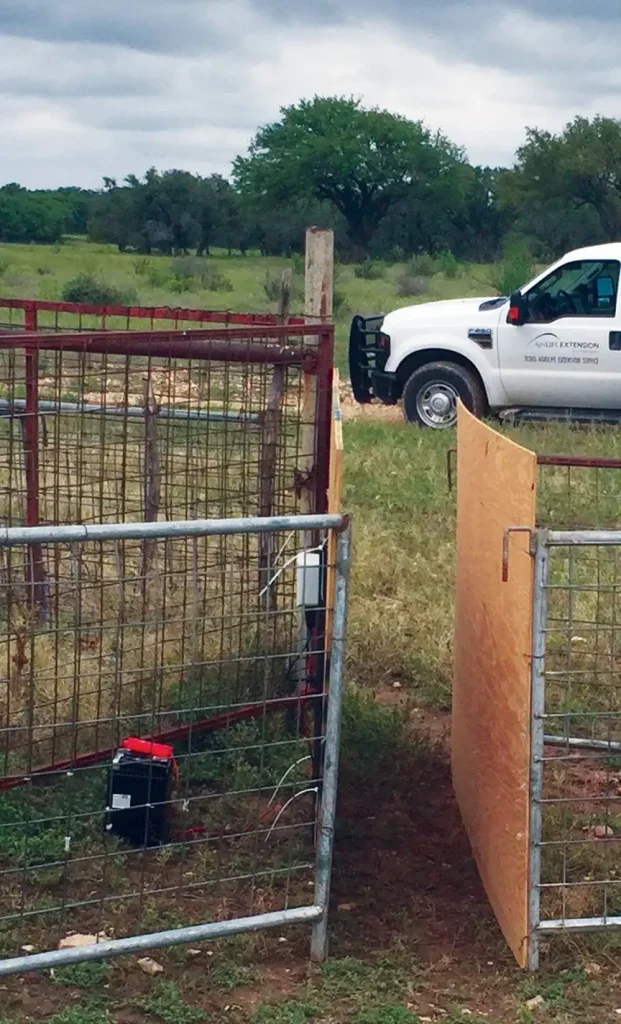 Sheep pass through this chute by a scanner to match lambs to ewes.