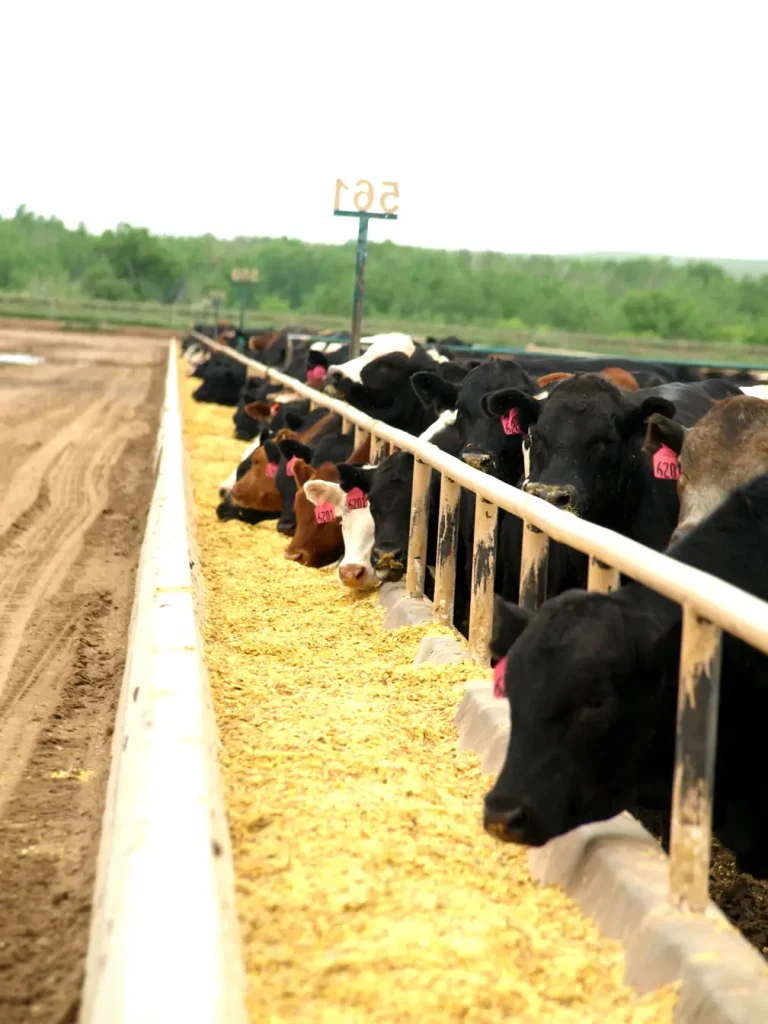 Fed steers eat at a feed bunk in a northern Colorado feed lot.