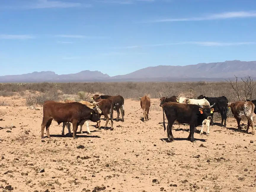 Criollo bulls