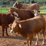 Beef cattle in feed pens at OSU’s Willard Sparks Beef Research Center near Stillwater