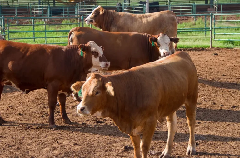 Beef cattle in feed pens at OSU’s Willard Sparks Beef Research Center near Stillwater