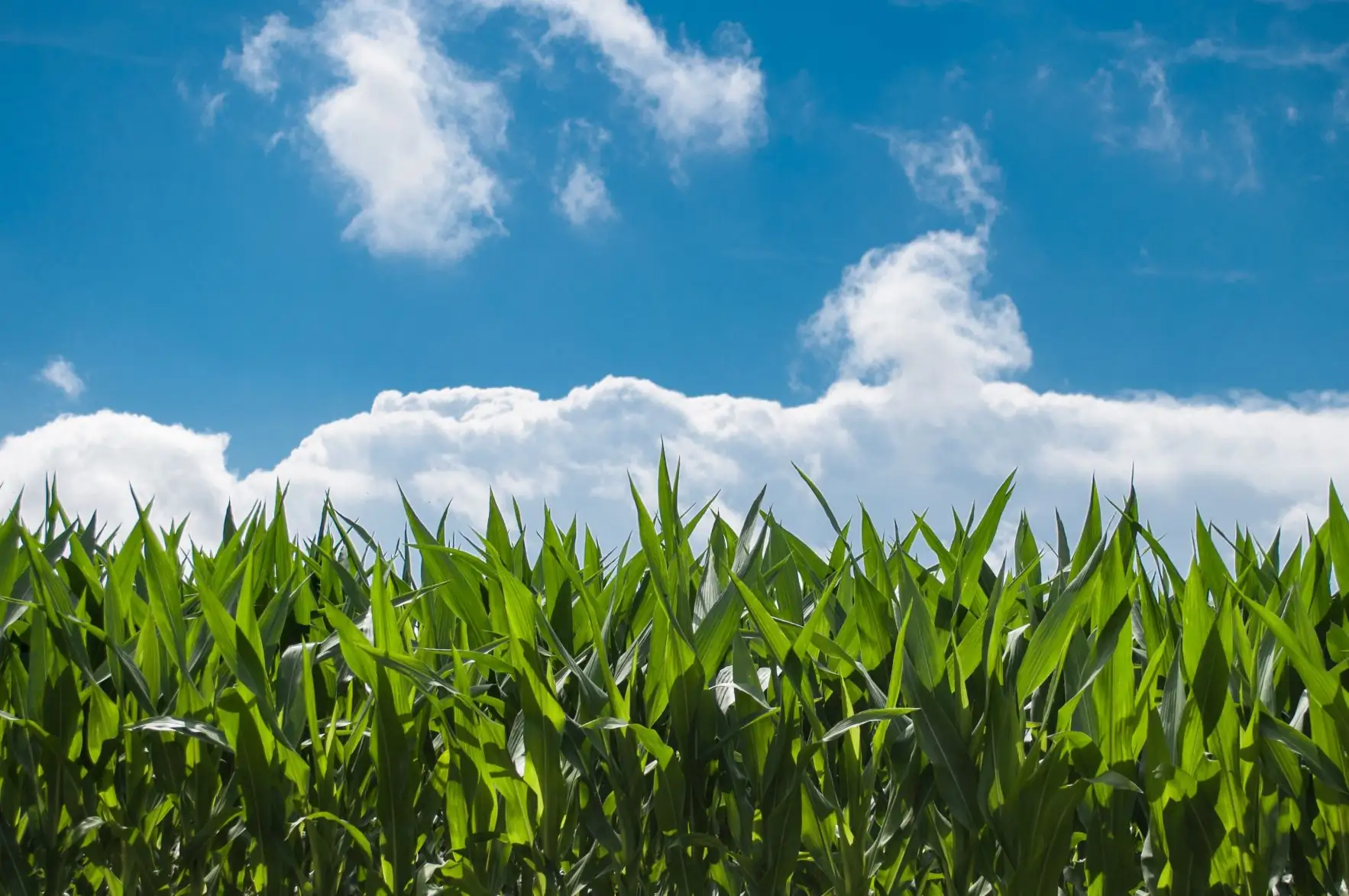 Pricey corn could help fix feeders