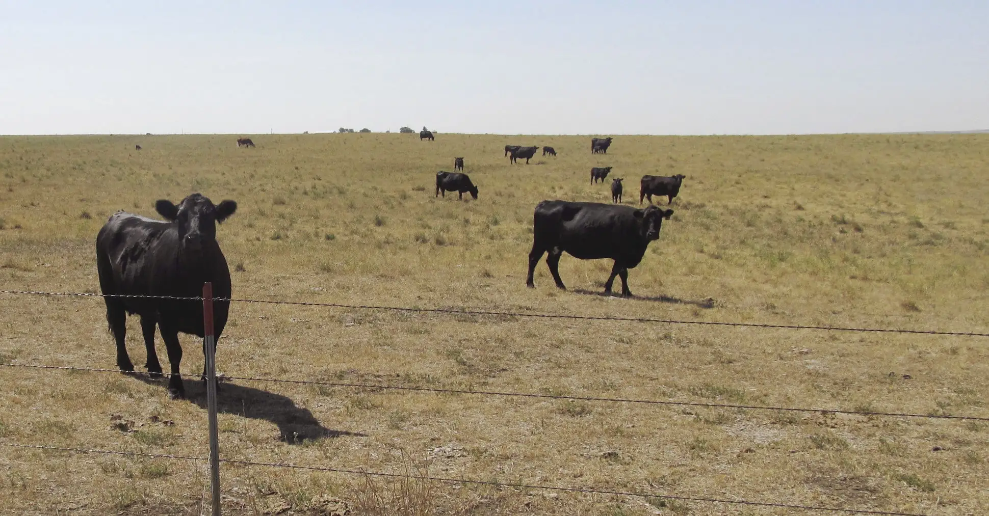 Producers have options when forage runs short