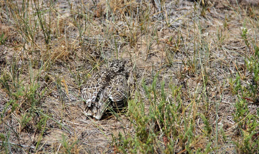 A sage grouse chick on the Big Creek Ranch in Colorado sits in the wet meadow area that's important for brood-rearing on May 22