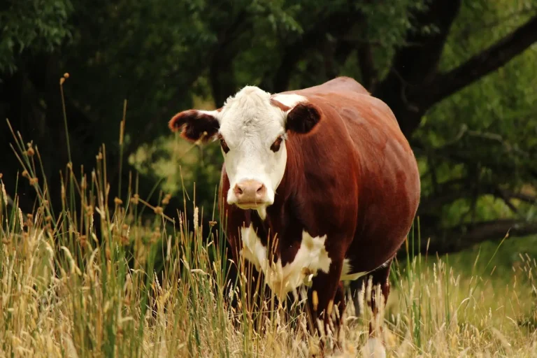 Cow Grazing