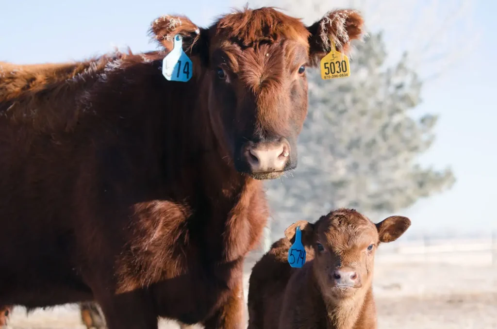 BeefTalk: Has the beef industry reached commercial thresholds for performance?