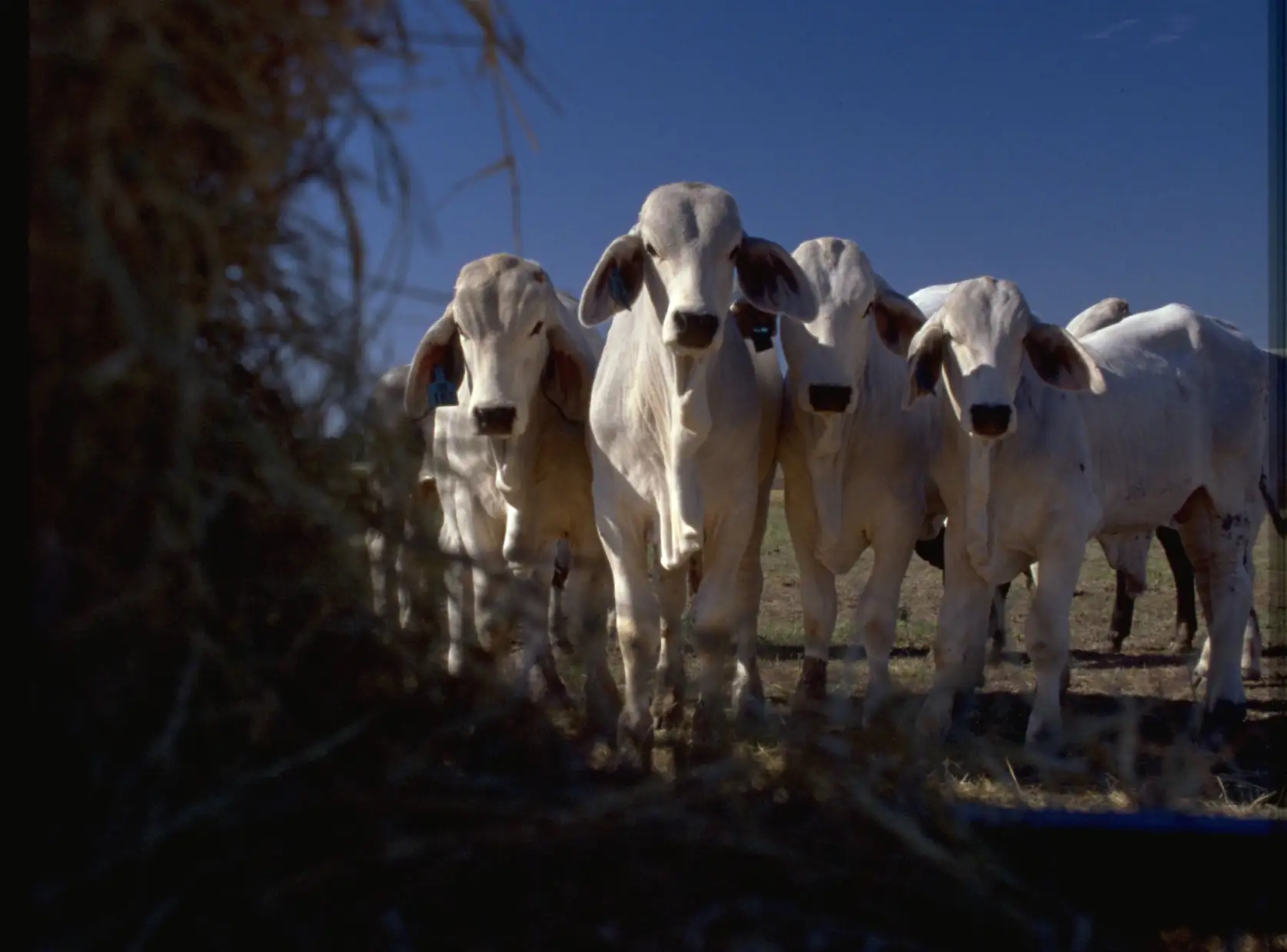 Brahman breed may impact the future