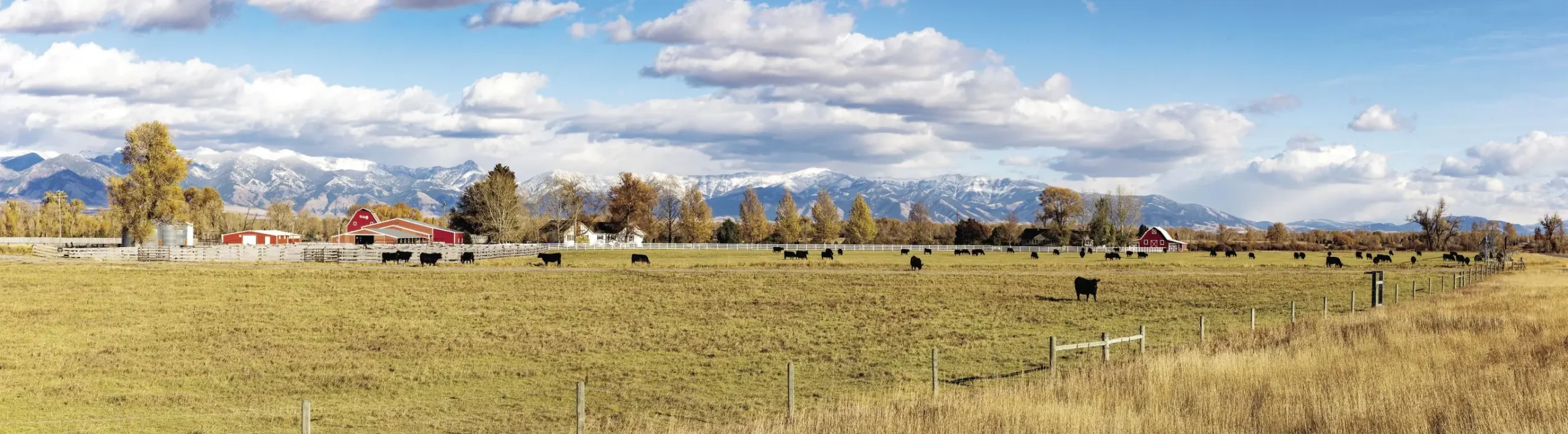 Expectations for the cattle industry in 2022