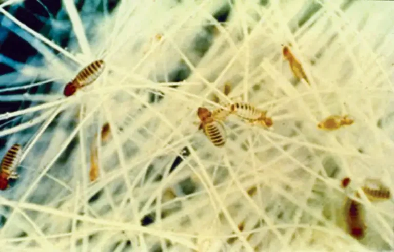 Figure 1. Chewing cattle louse (little red).